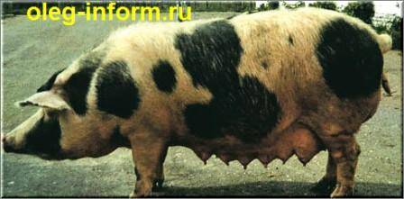 Миргородская порода свиней: описание, характеристика, фото