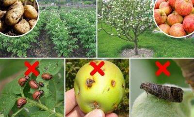 Жукоед: новый инсектицид для лпх против колорадского жука