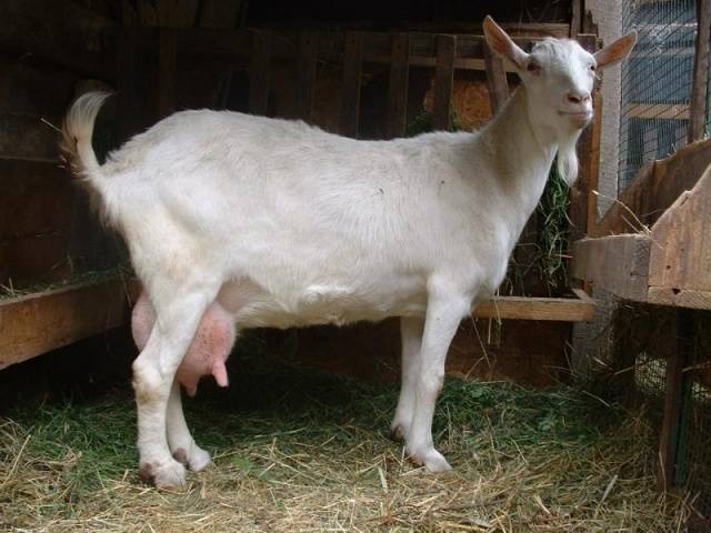 Тоггенбургские козы: преимущества и недостатки содержания