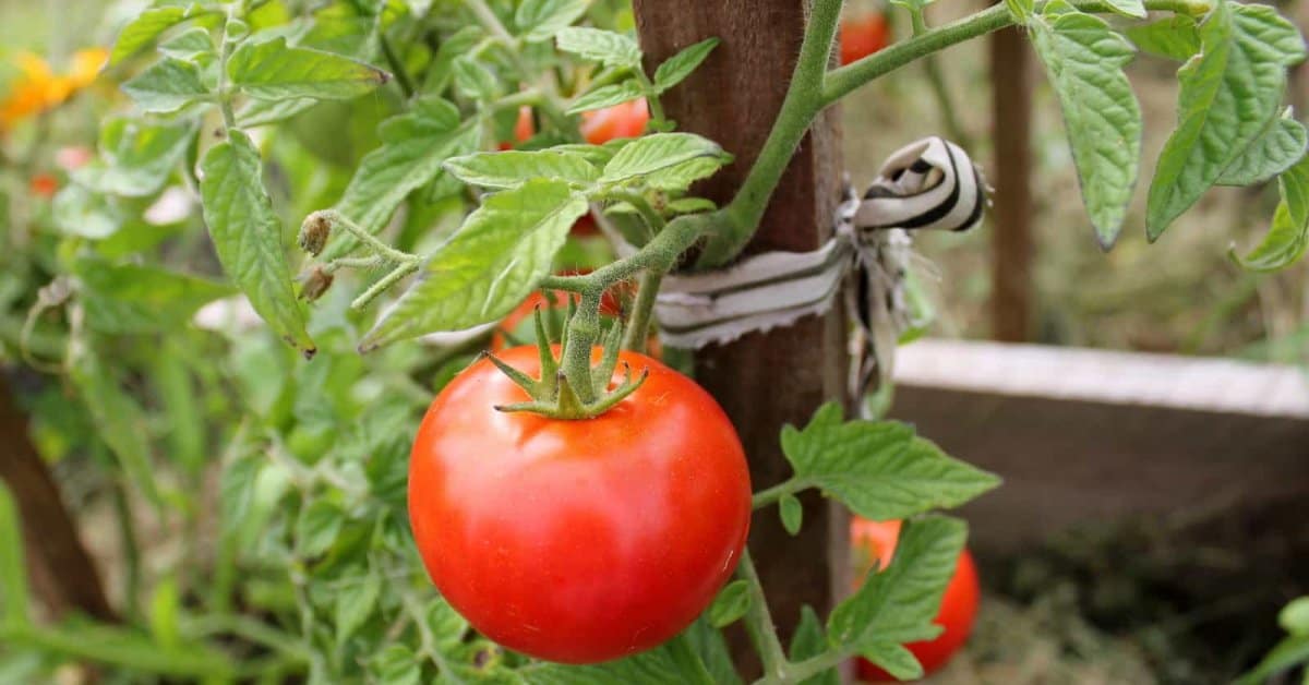 Подкормка крапивой помидор и огурцы — лучшие рецепты и советы как сделать удобрение своими руками (95 фото)
