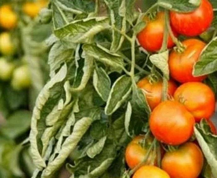 Увядание вертициллезное томатов | справочник пестициды.ru