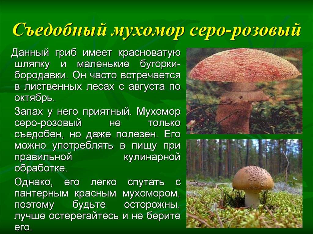 Мухомор серо-розовый (amanita rubescens) –  грибы сибири