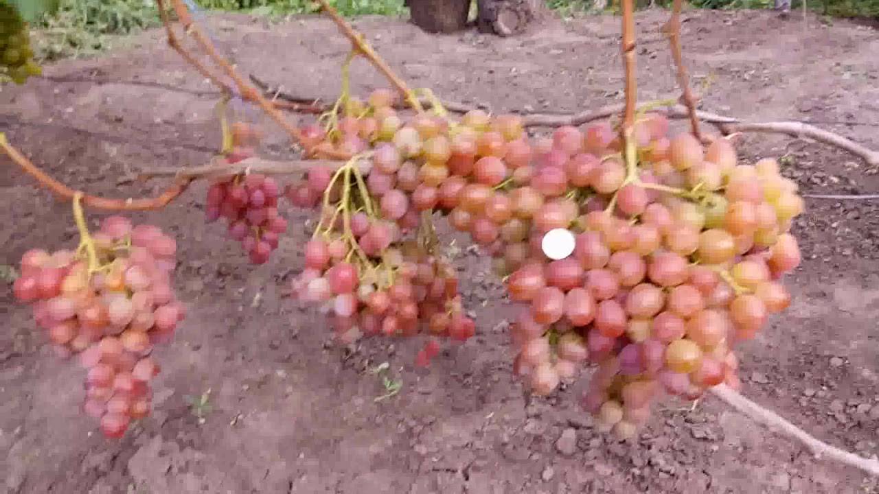 Виноград рубин голодриги: характеристика и описание сорта, посадка и уход - всёпродачу