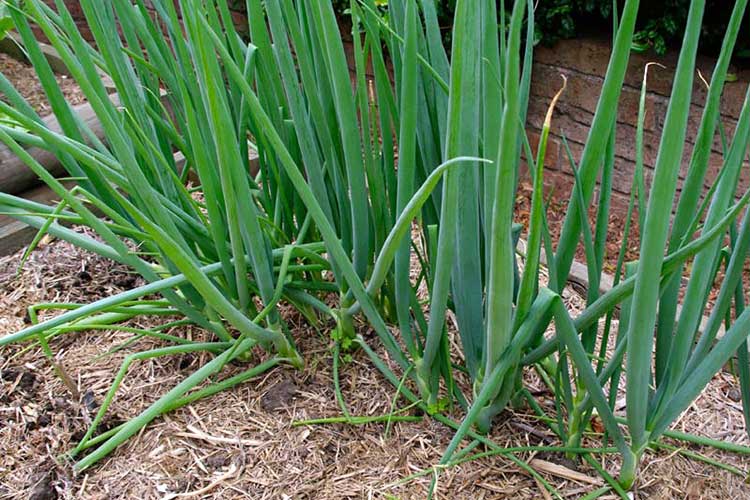 Лук-батун: описание, посадка семенами и рассадой, особенности ухода и выращивания