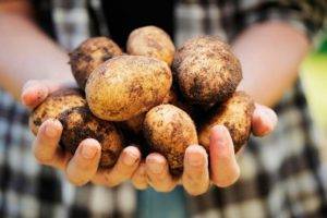 Картофель «ласунок»: характеристика, агротехника выращивания