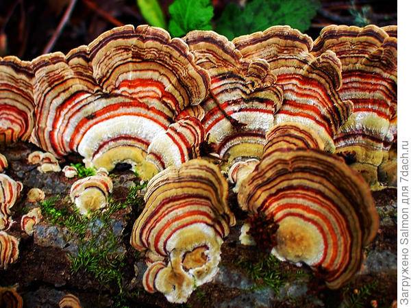 Необычные грибы: фото и названия