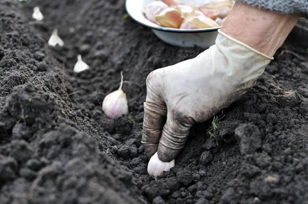 Посадка чеснока на зиму в беларуси: особенности и секреты выращивания