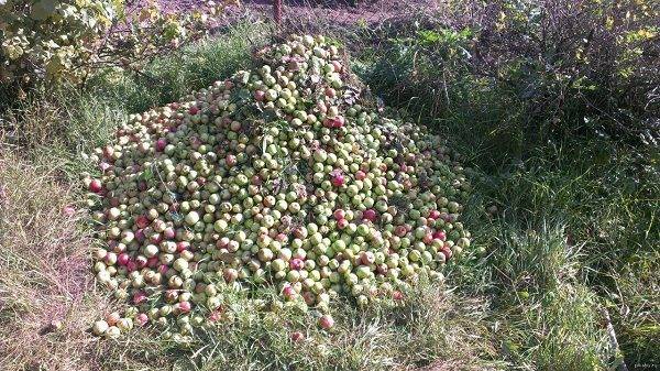 Рекомендуемые подкормки чтобы не осыпались яблоки: почему они падают?