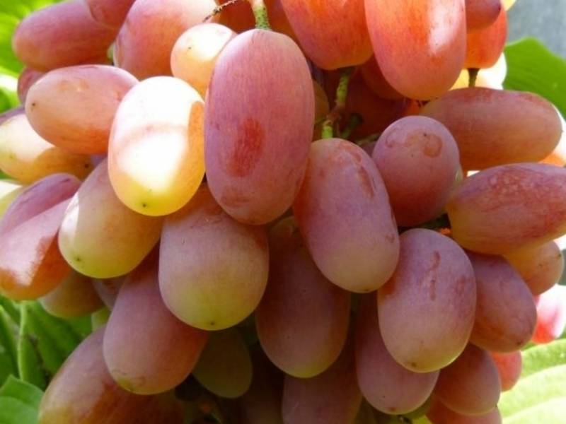 Сорт винограда виктор, описание с характеристикой и отзывами, особенности посадки и выращивания, фото