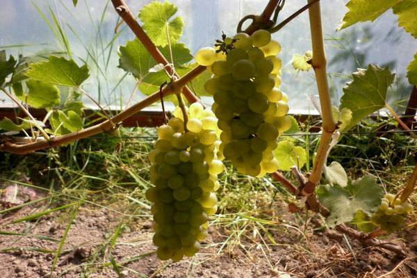Виноград бианка: описание сорта, плюсы и минусы, выращивание