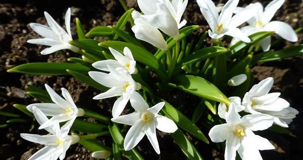 Хионодокса - фото цветка, посадка и уход, описание растения, размножение