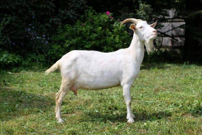Зааненские козы: описание породы, продуктивность, фото