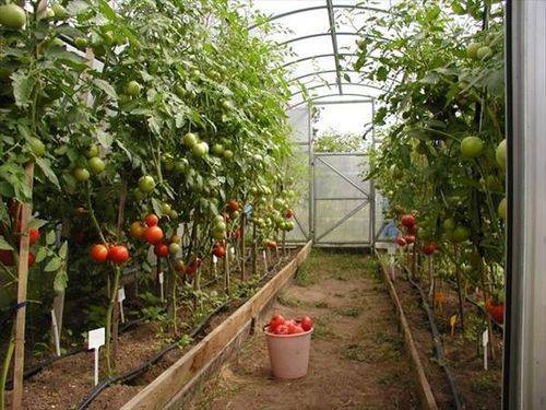 Препараты для томатов - завязь, тур и другие: их применение от вредителей, вытягивания рассады и для опыления помидоров в теплице, а также последствия передозировки русский фермер
