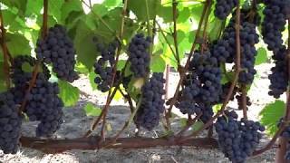 Виноград американского сорта «вэлиант»