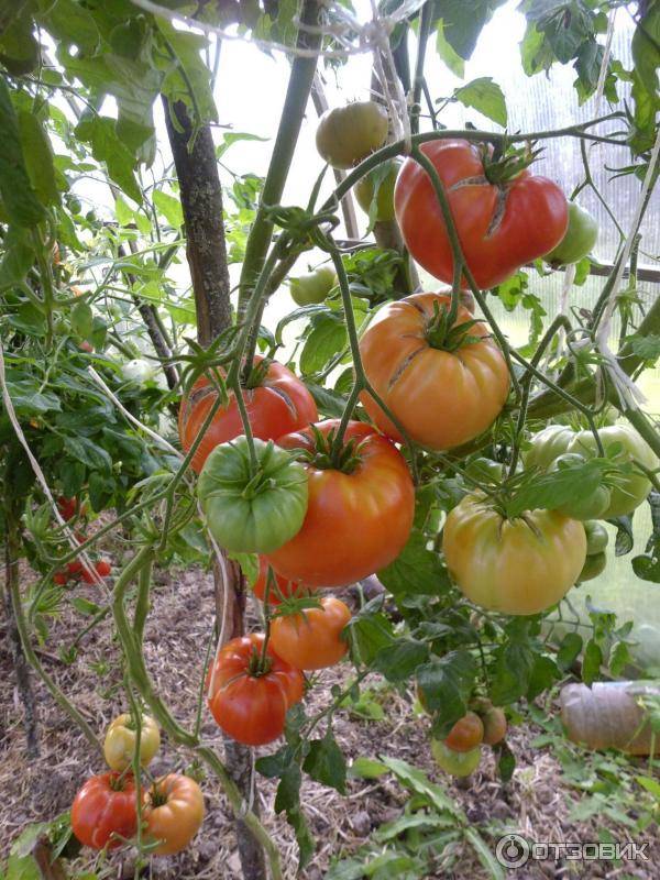 Свойства стимулятора плодообразования томатон