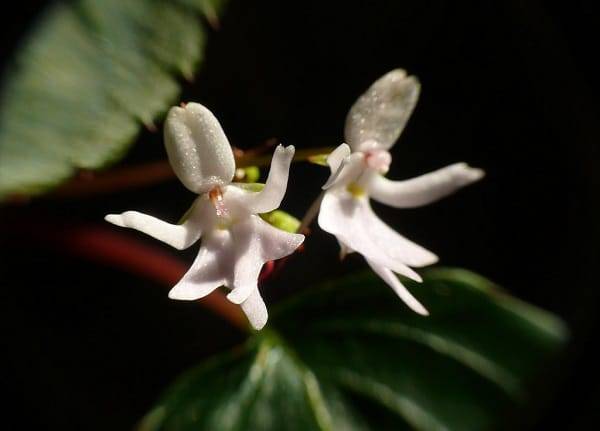 Мини-орхидеи (32 фото): особенности карликовых видов и сортов рода фаленопсис, уход за маленькими орхидеями в домашних условиях