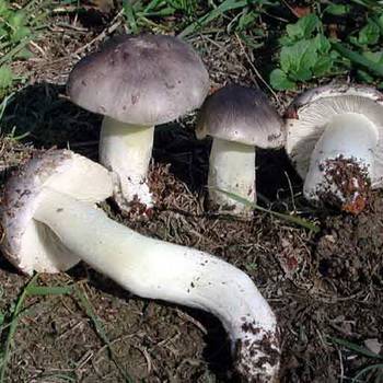 Съедобные и ядовитые грибы Подмосковья