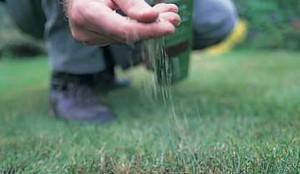 Посадка газонной травы весной - когда и как сеять семена для зеленого ковра