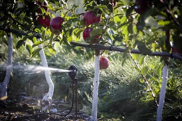 Полив яблонь: сколько раз и как поливать яблони - сад и огород