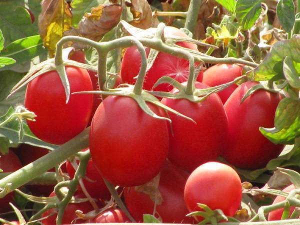 Заготавливаем семена томатов из своих помидор – пошагово