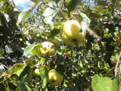 Сорта яблонь для средней полосы: лучшие зимние, осенние и летние яблони