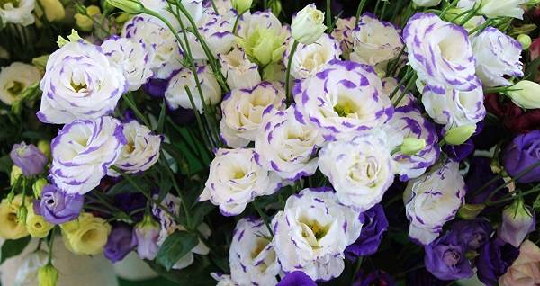 Цветок эустома (58 фото): выращивание из клубней, посадка корнем, уход в домашних условиях, в сибири, видео