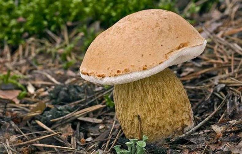 Полубелый гриб или желтый боровик: пахнет йодом или антесептиком