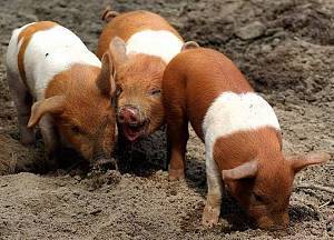 Мясные породы свиней: самые популярные породы в мире, мясные породы в россии