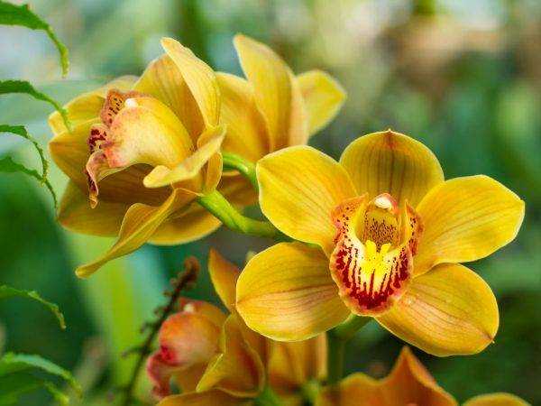 Выращивание орхидеи из луковицы из вьетнама и как за ними ухаживать в домашних условиях