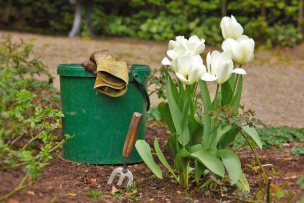 Тюльпаны: когда выкапывать после цветения, что дальше с ними делать?