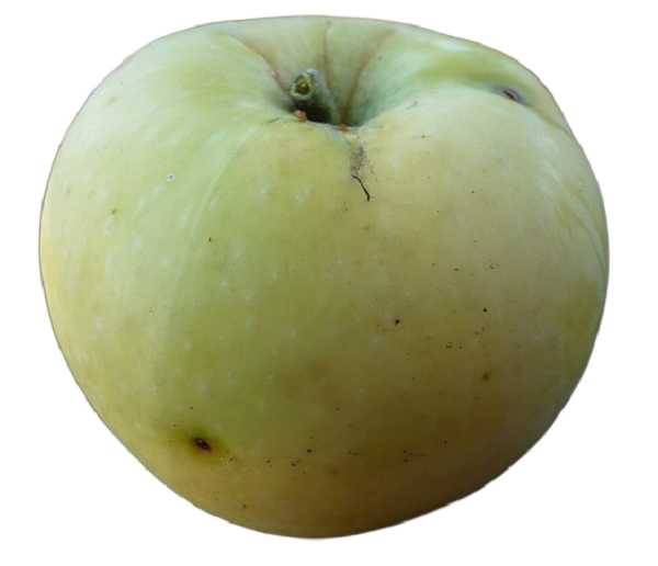 Яблоня славянка: описание сорта, фото, прввильный уход на протяжении года