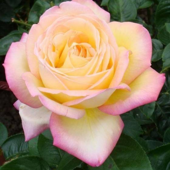 Чайно-гибридный сорт роз глория дей: как посадить, что делать если не цветет