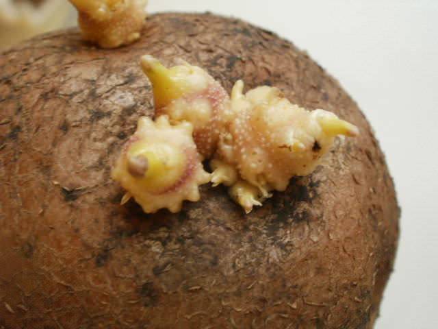 Картофель лапоть — описание сорта с фото, посадка и уход