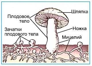Шляпочные грибы (41 фото): из чего состоит плодовое тело, его функции, строение, как образуются споры, виды, как питаются
