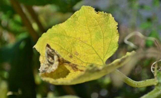 Почему желтеют листья у огурцов в теплице > зародыши и завязи: видео + фото