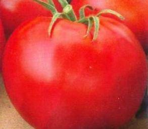 Оптимальные томаты «джина тст»: выращивание, характеристики, описание сорта