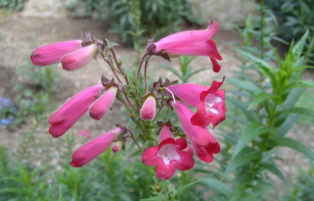 Пенстемон сорт 'Ruby Rock Candy' фото. 