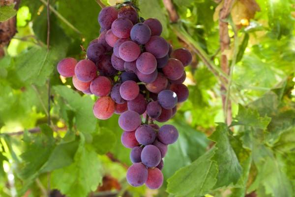 Характеристики сорта винограда лидия и описание преимуществ и недостатков культуры