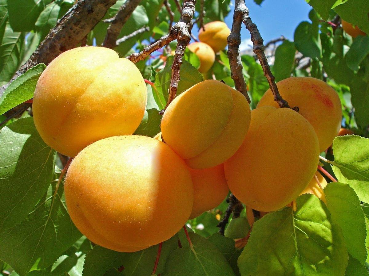 15 лучших сорта абрикоса для подмосковья - самые сладкие, вкусные, урожайные, морозоустойчивые, ранние, позднеспелые, самоплодные