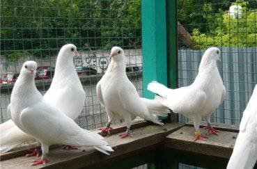 Свердловские высоколётные голуби