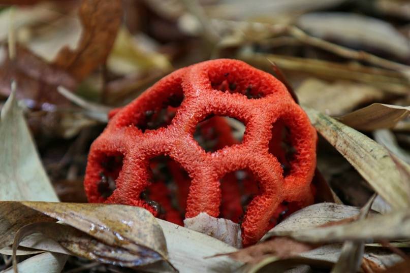 Дырявый гриб — решёточник красный, описание с 12 фото, видео