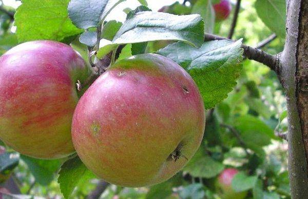 Яблоня «подарок садоводам» — описание сорта, посадка и уход, фото