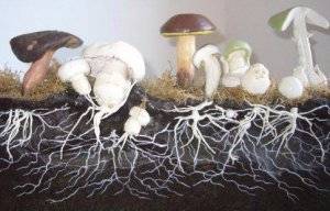 Мицелий грибов: что это такое, виды, готовые формы, функции, выращивание, отзывы