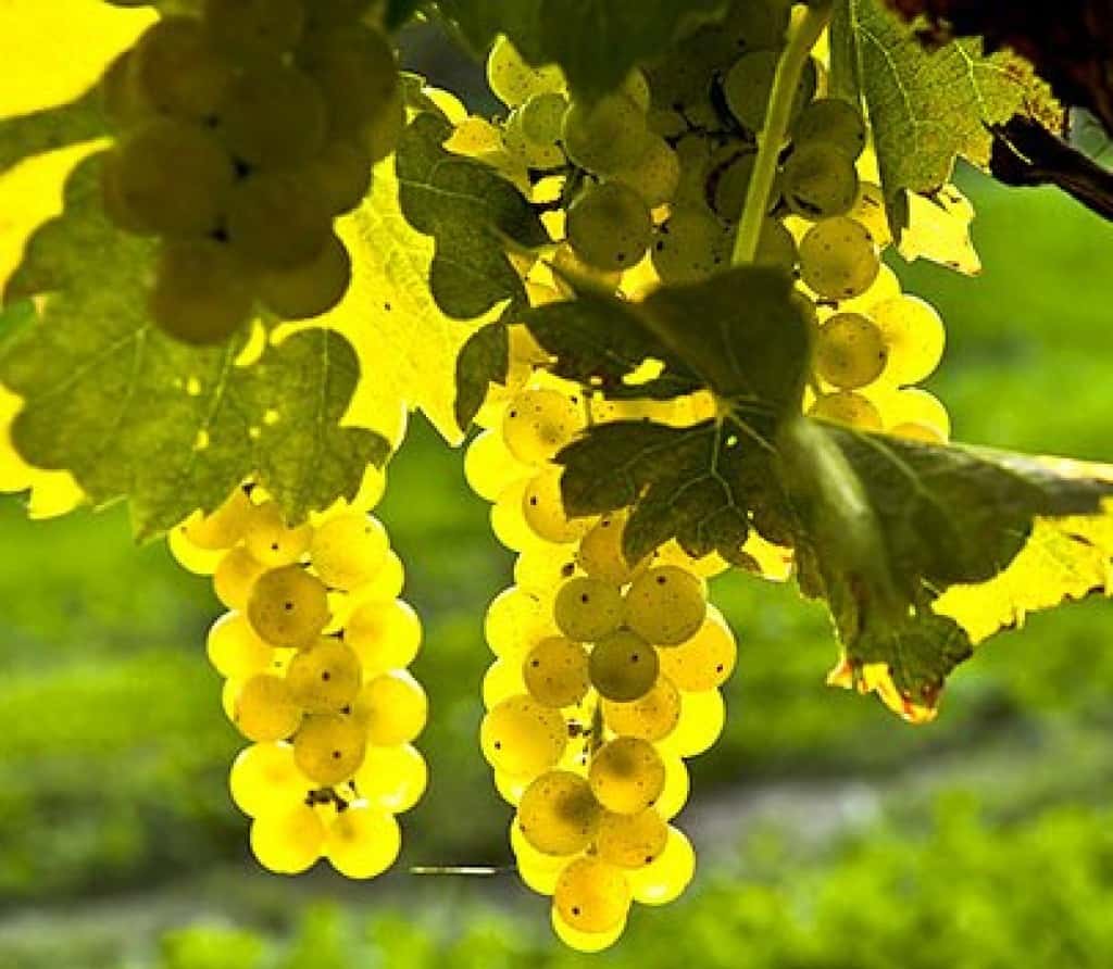Сорт винограда «белое чудо», описание и фото