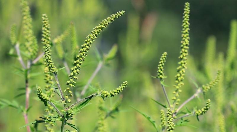Травы от поноса : инструкция по применению | компетентно о здоровье на ilive