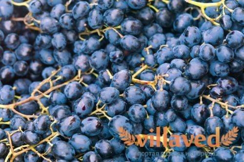 Описание сорта винограда красень с фото
