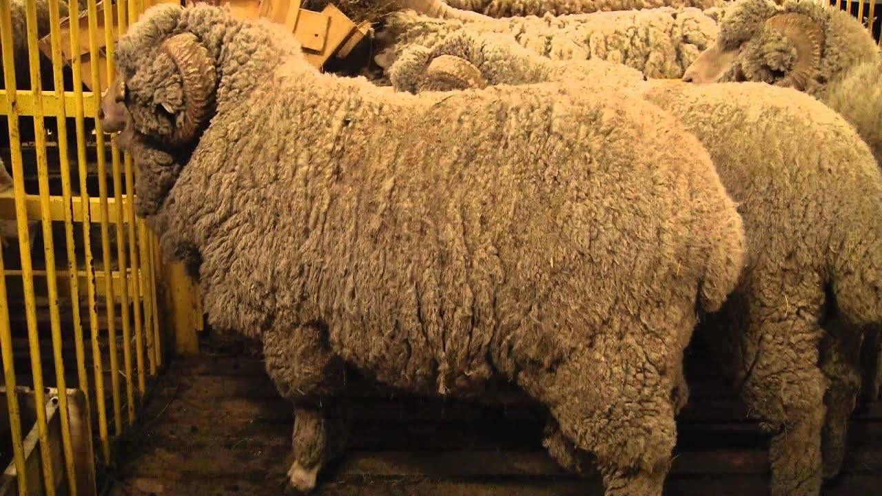 Общая характеристика овец породы меринос