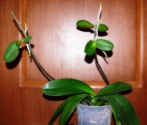 Детка орхидеи у корня и у основания, на стволе или на стебле из точки роста — как определить, что появилась, когда отделять, а также об уходе за цветком selo.guru — интернет портал о сельском хозяйстве
