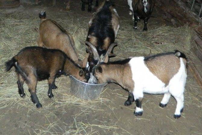 Камерунские козы:  «малыши» для дома и хозяйства