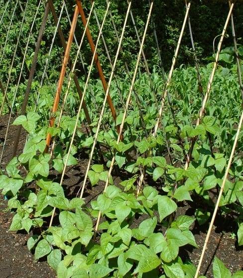 Как вырастить фасоль в домашних условиях: как её посадить, ухаживать за ней и собирать полученный урожай
